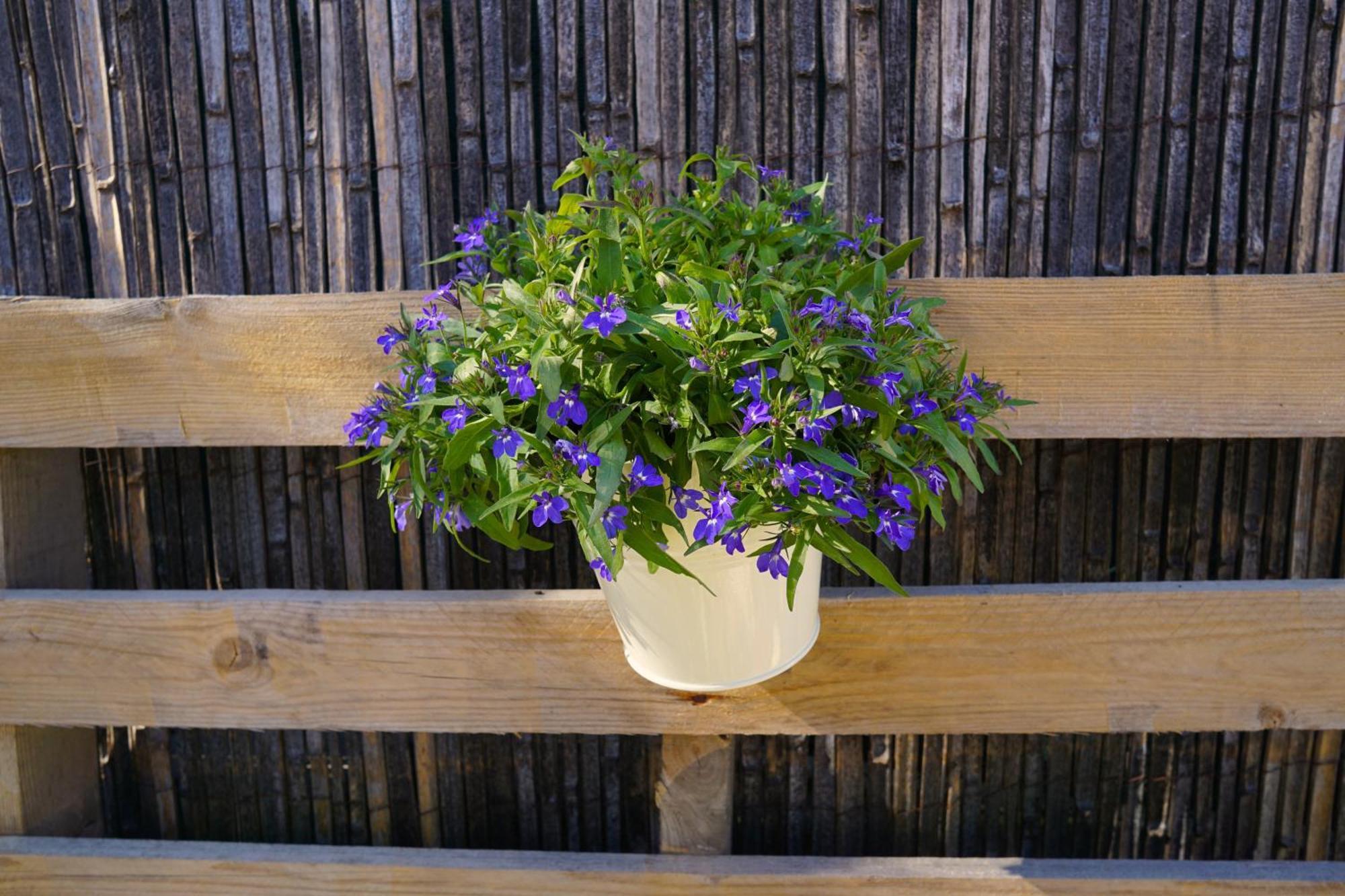 Lone Star House Bed and Breakfast Sainte-Maxime Exteriör bild