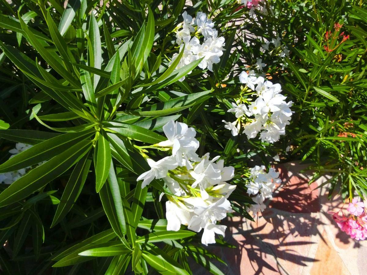 Lone Star House Bed and Breakfast Sainte-Maxime Exteriör bild