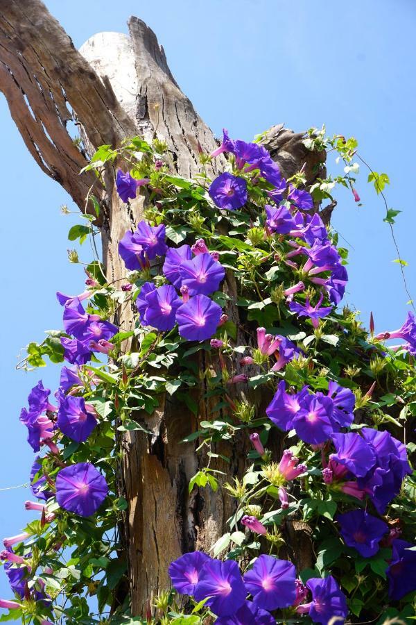 Lone Star House Bed and Breakfast Sainte-Maxime Exteriör bild